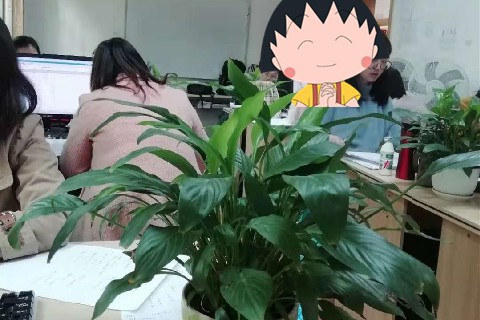 报会计实操班有用吗?详细分析-第1张-淳会计